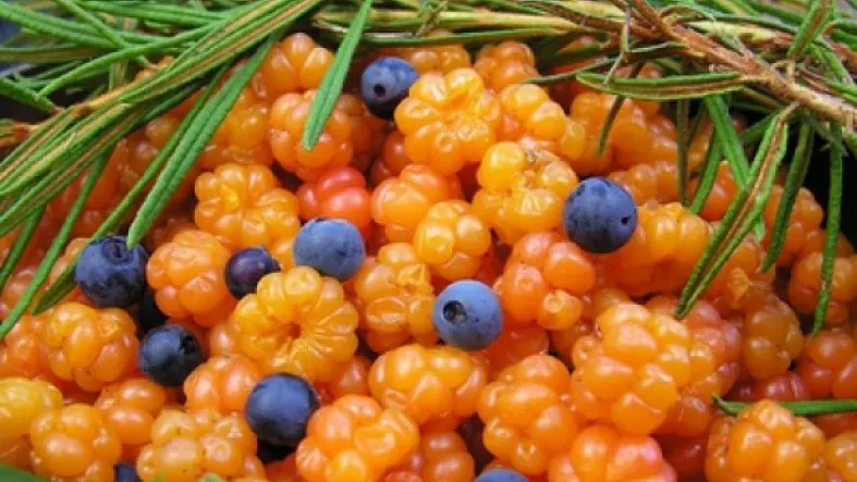 Ягоды Карелии - бесценный дар природы